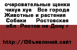 очаровательные щенки чихуа-хуа - Все города Животные и растения » Собаки   . Ростовская обл.,Ростов-на-Дону г.